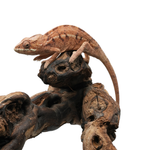 Ambanja Blue Panther Chameleon