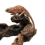 Ambanja Blue Panther Chameleon