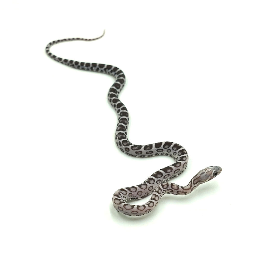 Anery Scaleless Corn Snake