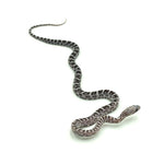 Anery Scaleless Corn Snake