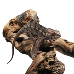 Ambanja Red Panther Chameleon