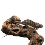 Ambanja Red Panther Chameleon