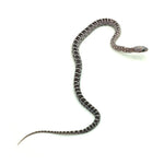 Anery Scaleless Corn Snake