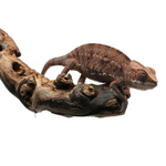 Tamatave Panther Chameleon