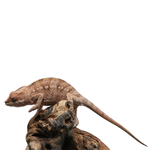 Tamatave Panther Chameleon