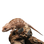 Tamatave Panther Chameleon