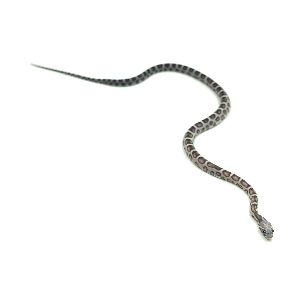 Anery Scaleless Corn Snake