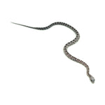 Anery Scaleless Corn Snake