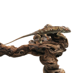 Misto Panther Chameleon