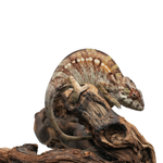 Misto Panther Chameleon