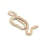 Snow Motley Corn Snake