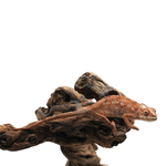 Ambanja Blue Panther Chameleon