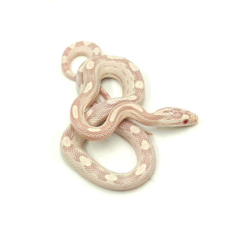 Snow Motley Corn Snake