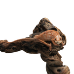 Ambanja Blue Panther Chameleon