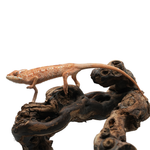 Ambanja Blue Panther Chameleon