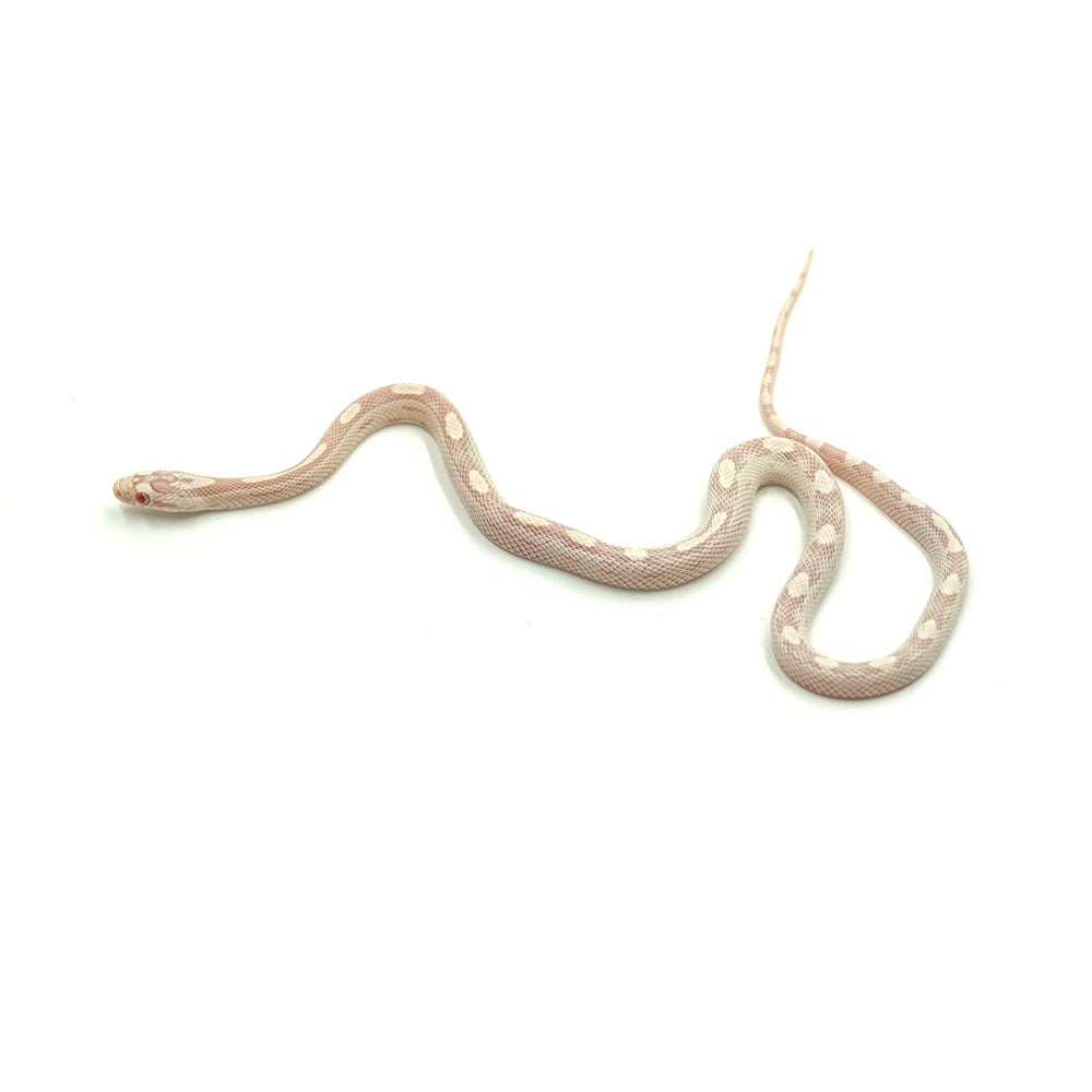 Snow Motley Corn Snake