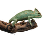 Veiled Chameleon