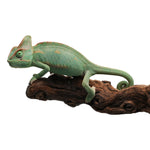 Veiled Chameleon