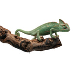 Veiled Chameleon