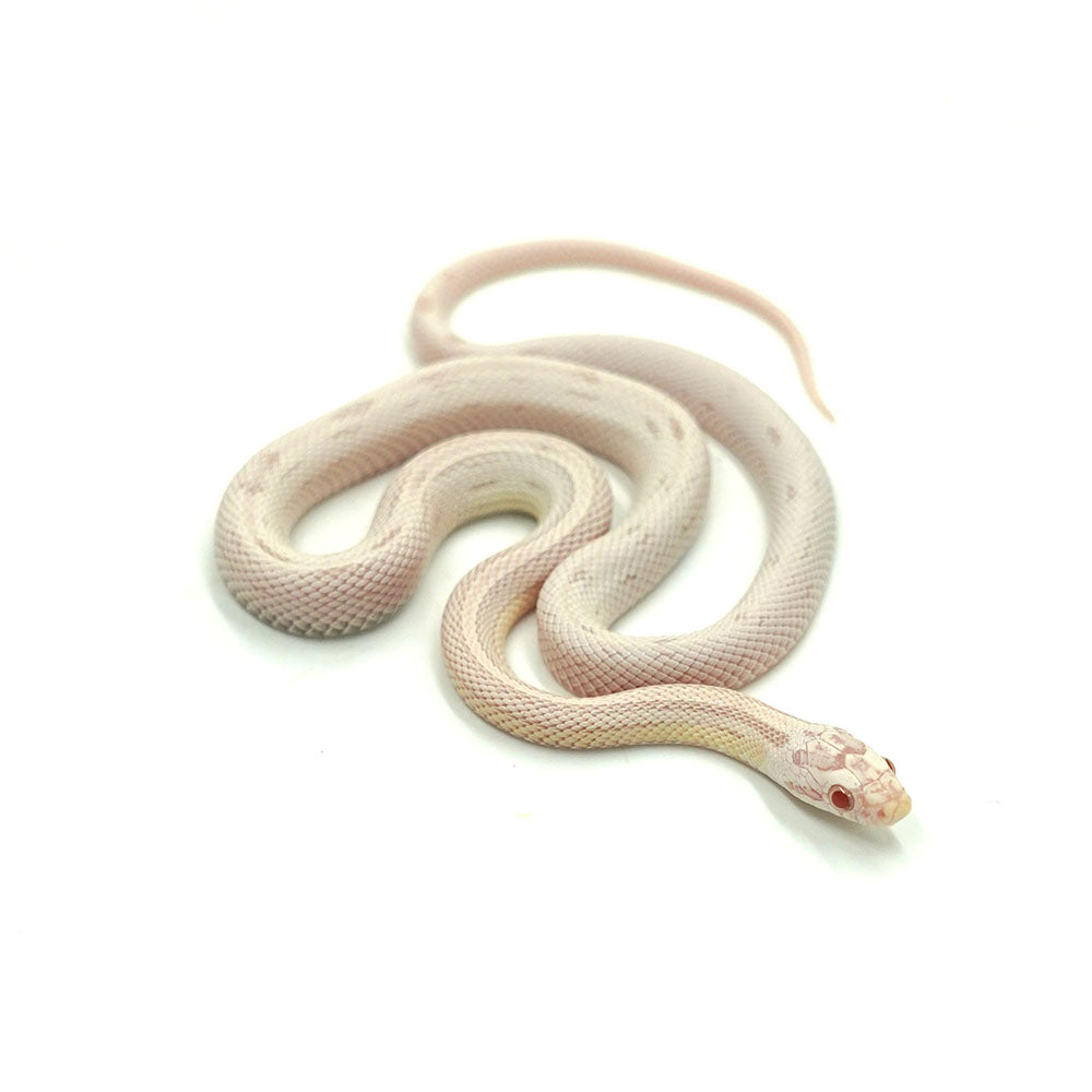 Snow Motley Corn Snake