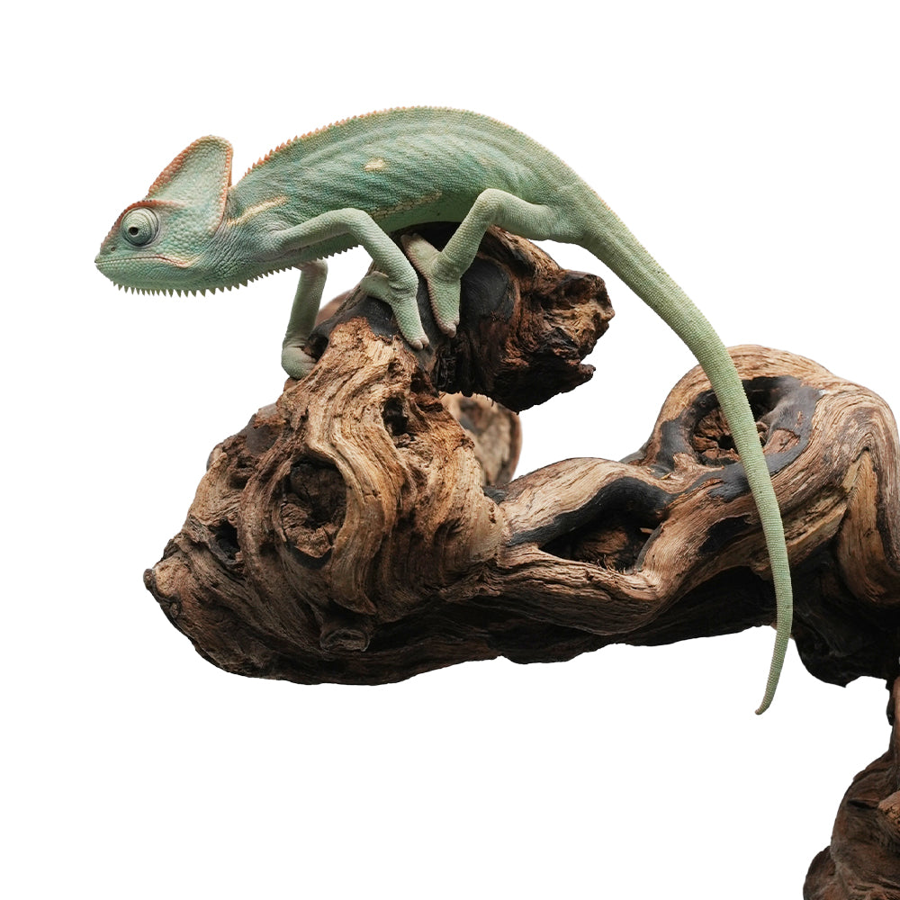 Veiled Chameleon