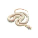 Snow Motley Corn Snake