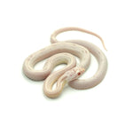 Snow Motley Corn Snake