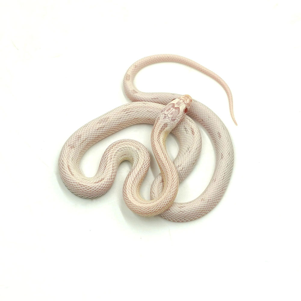 Snow Motley Corn Snake