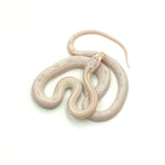 Snow Motley Corn Snake