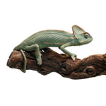 Veiled Chameleon