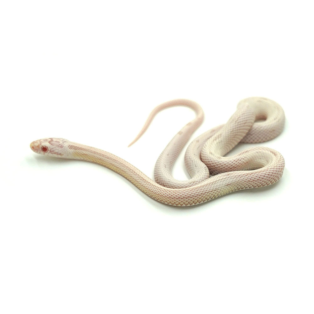 Snow Motley Corn Snake