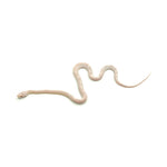 Snow Motley Corn Snake