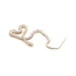 Snow Motley Corn Snake