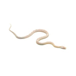 Snow Motley Corn Snake