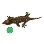 New Caledonian Giant Gecko Dark Line