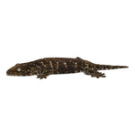 New Caledonian Giant Gecko Dark Line