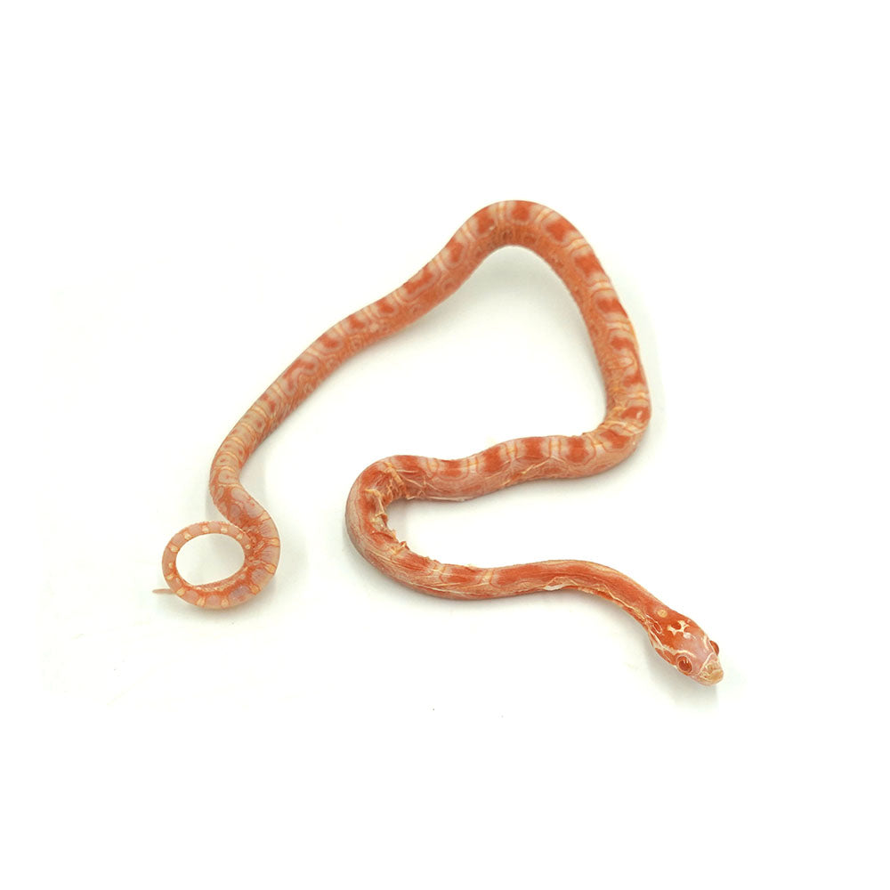 Albino Scaleless Corn Snake