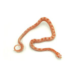 Albino Scaleless Corn Snake