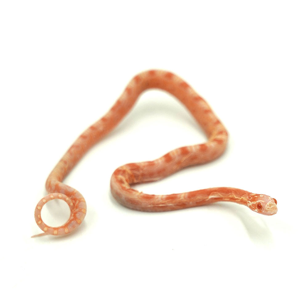 Albino Scaleless Corn Snake