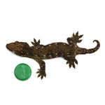 New Caledonian Giant Gecko Dark Line