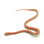 Albino Scaleless Corn Snake