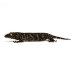 New Caledonian Giant Gecko Dark Line