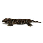 New Caledonian Giant Gecko Dark Line