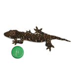 New Caledonian Giant Gecko Dark Line