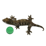 New Caledonian Giant Gecko Dark Line