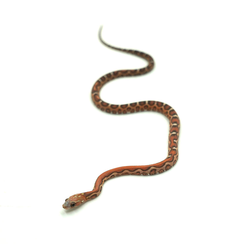 Scaleless Corn Snake