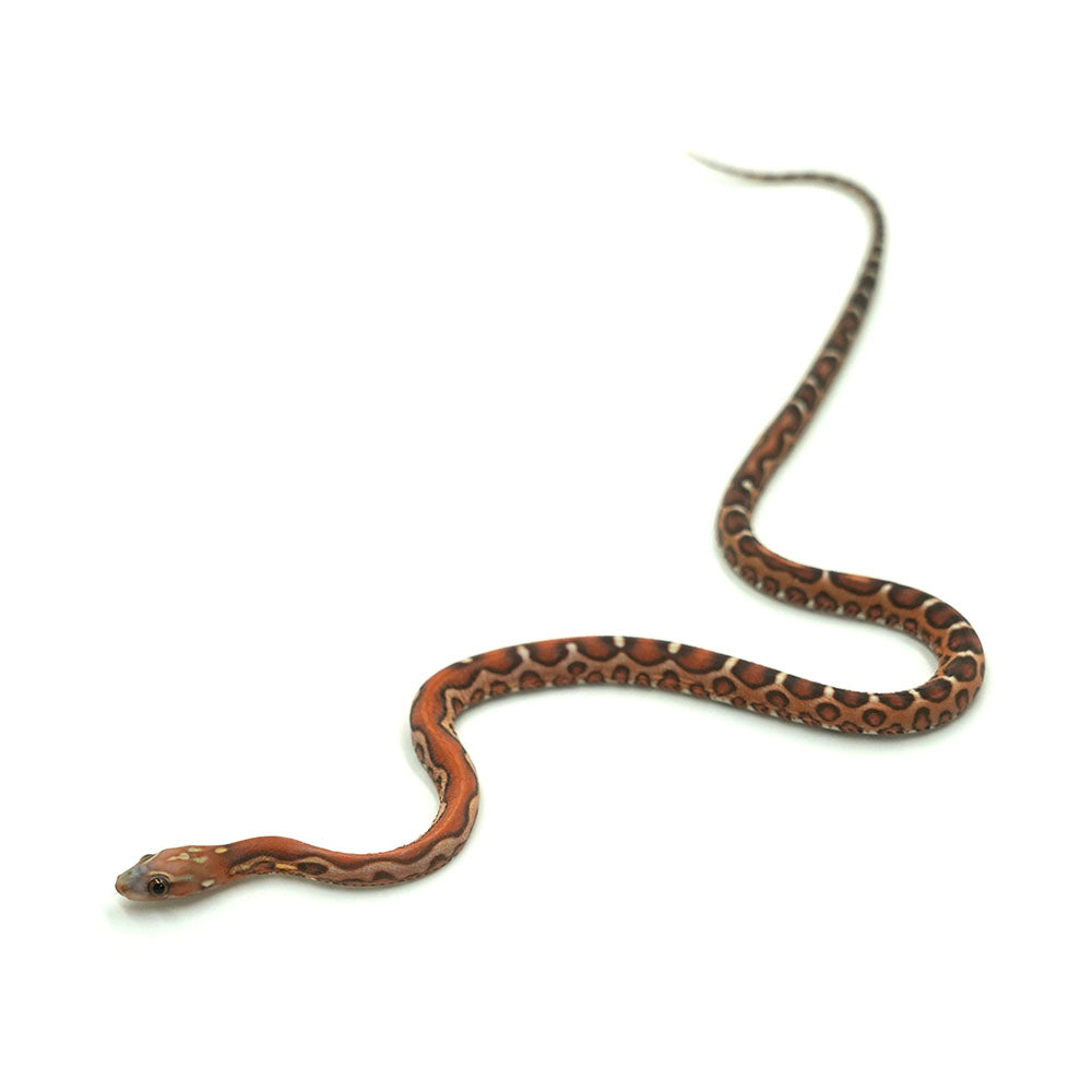 Scaleless Corn Snake
