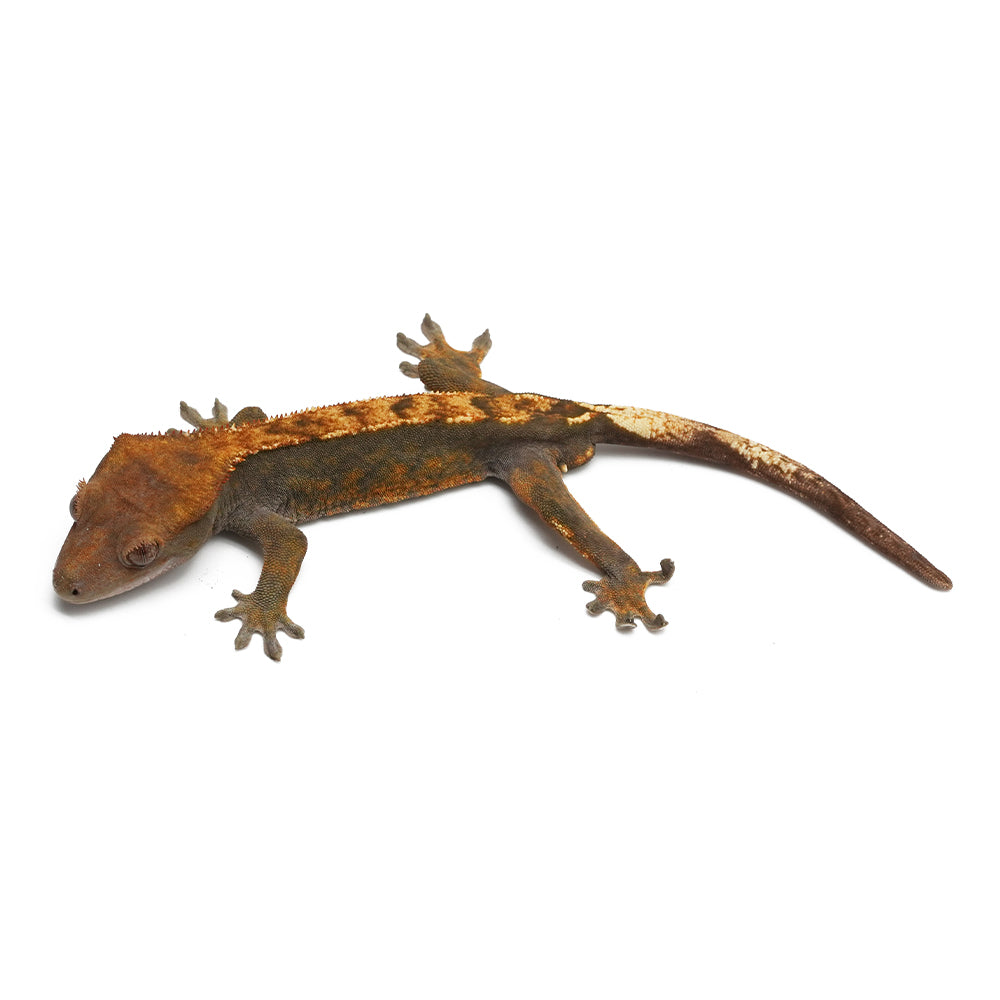 Mixed Morph Crested Gecko