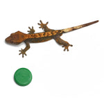 Partial Pinstripe Harlequin Crested Gecko
