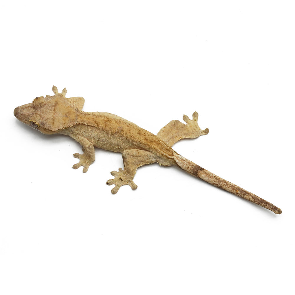 Mixed Morph Crested Gecko